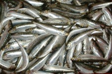 2 - 1 sardinas